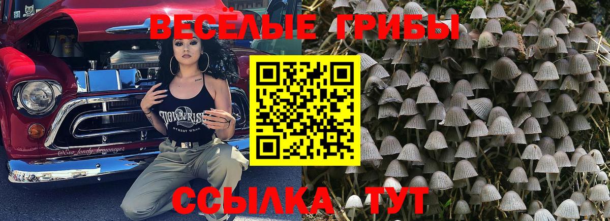 Тында  наркота  Галлюциногенные грибы Psilocybe  Вход с VPN  Галлюциногенные грибы прущие грибы 